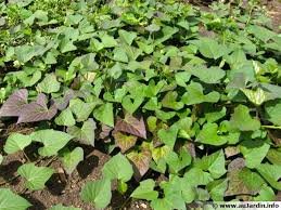 Feuille de patate douce